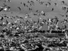 malagrotta-landfill-rome