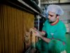 pasta-making-abruzzo