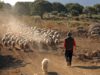 sardinian-shepherd
