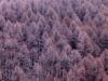 fir-trees-bormio-italy